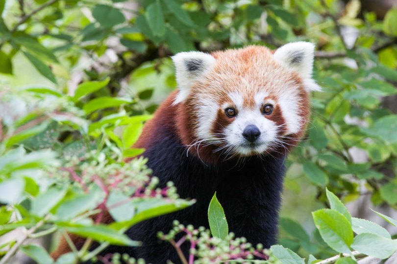 Roter Panda – Meine Spaziergänge durch Zoos